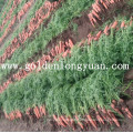 Shandong Fresh New Crop Carrot